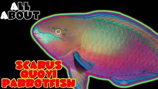 All About The Scarus Quoyi Parrot Fish or Greenblotch [upl. by Paz226]