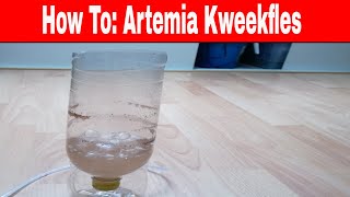 How To Artemia kweekfles maken [upl. by Katzen]