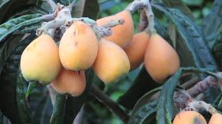 Growing Loquats in South Coastal British Columbia Canada [upl. by Belia]